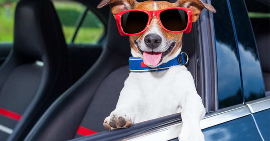 7 indispensabili consigli per viaggiare in auto con il cane