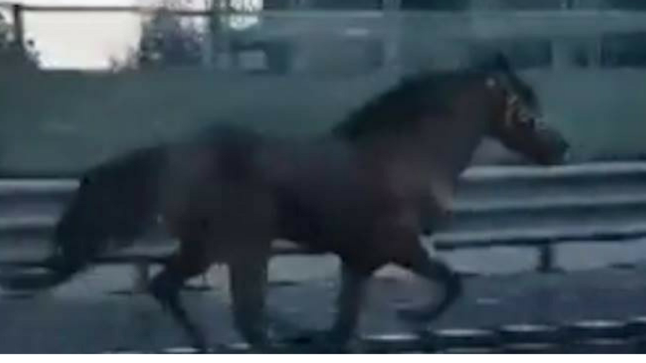Cavallo al galoppo sulla Napoli-Salerno: automobilisti increduli