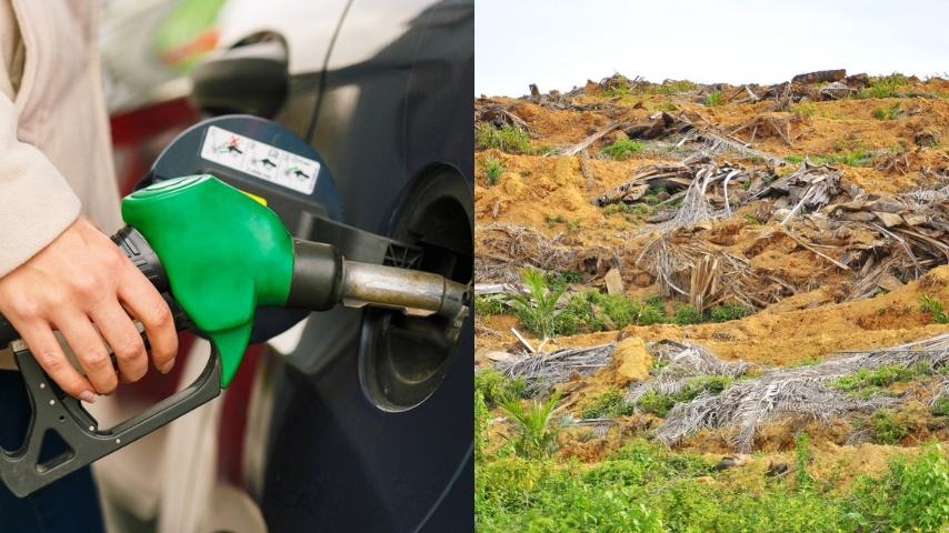 L'olio di palma è utilizzato nei motori, il 95% dei biodiesel proviene da qui